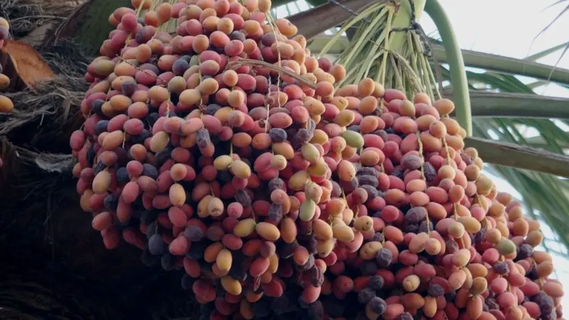 [نخيل القطيف[ سِلْس شَريَهْ.. اسمٌ من تاريخ الماء..!