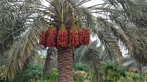 “خصبة العصفور” تُعلِن نهاية موسم النخيل في القطيف