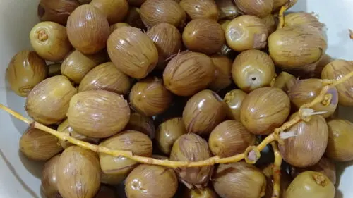 [صور] سَلوق الهِلالي.. كستناء من الرطب..!