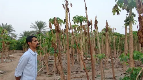 [فيديو] حرارة الصيف تُتلف غابة “البَوْبَيْ” في “أبو معن”