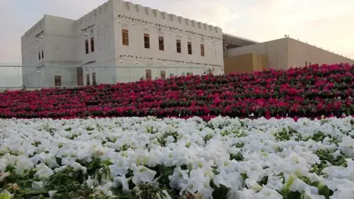 جوالات الزوّار تُحوّل وسط العوامية إلى ورشة تصوير مفتوحة