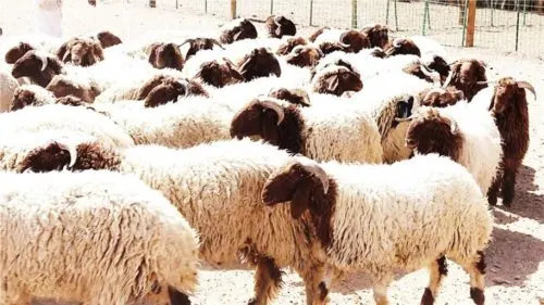 “البيئة” تُطلق مشروع تأهيل المستفيدين في قطاع الأغنام