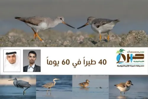 [خاص] ثنائي قطيفي يوثق 40 طيراً بحرياً في 60 يوماً