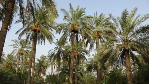 البُكيرات.. عُشر ثروة القطيف.. المتبخرة