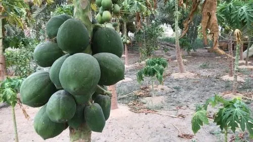 [صور] موسم القطيف يتأهب.. للنضوج