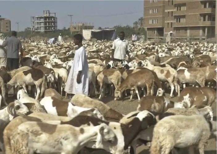 المملكة تعتذر للسودان عن إيقاف واردات بـ800 ألف رأس ضأن