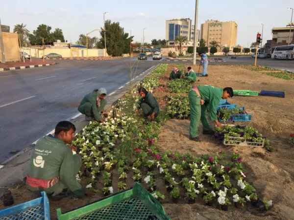 مشتل بلدية القطيف يمد شوارع المحافظة بـ2.7 مليون شتلة وزهرة سنوياً