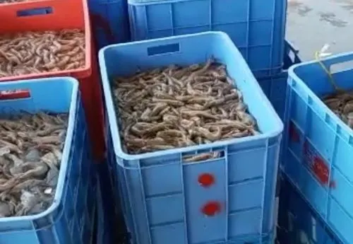 موسم الربيان يبدأ “بخيلاً” ورخيصاً.. و “البانة” بين 550 و700 ريال
