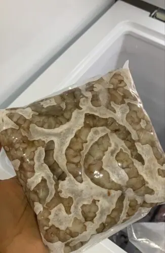بقشور أو بدون قشور.. قطيفيون يجمدون الروبيان حتى الموسم المقبل