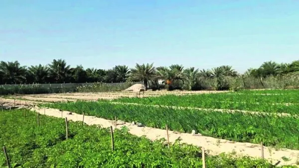 337 مليون ريال لدعم المنشآت الزراعية الصغيرة والمتوسطة