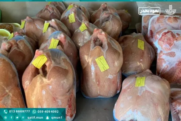 ضبط 560 دجاجة مجهولة المصدر قبل بيعها في أسواق القطيف