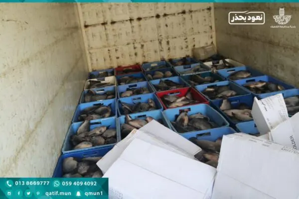 مصادرة 600 كيلوغرام أسماك مُجمدة قبيل بيعها “طازجة” في أسواق القطيف
