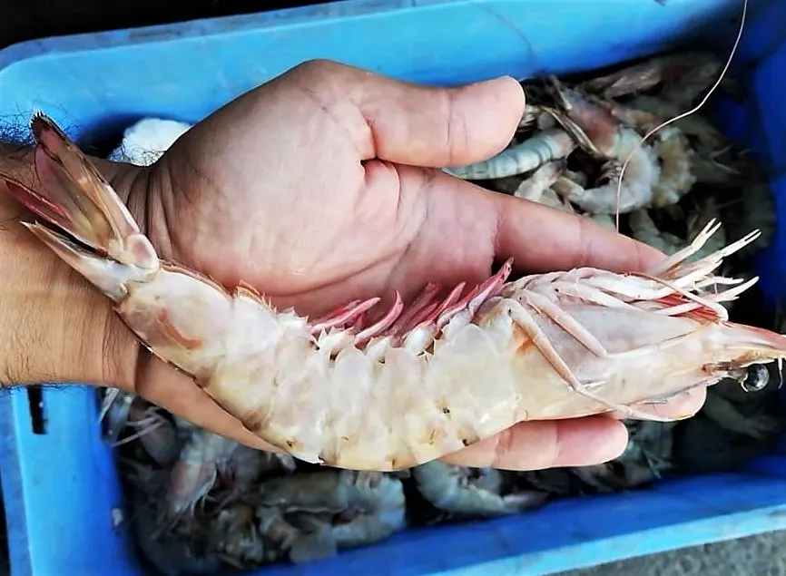 في الجش.. ربيان بحجم كف اليد.. وأسماك منوعة بأسعار منافسة