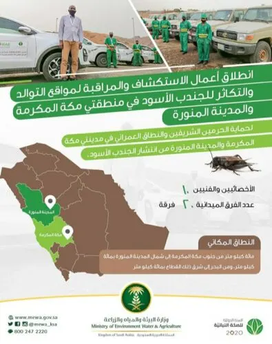 حرب على الجنادب السوداء في مكة المكرمة والمدينة المنورة