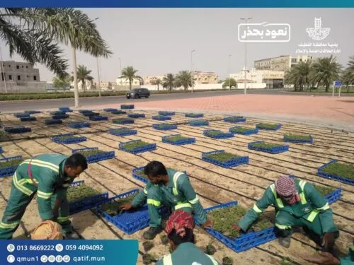 مليونا زهرة موسمية تزين جيد القطيف