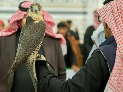 حتى الصقور لم تسلم من المنشطات.. مهرجان الملك عبدالعزيز يعلن قائمة المحظورات