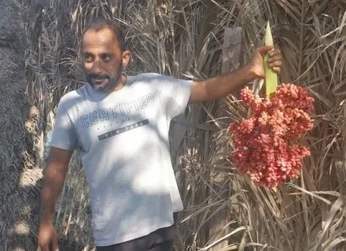 [غرائب] في القديح.. “فحّال خُنثى” يُنتج الطلع.. ويُثمر رطباً.. ولا يُلقّح نفسه