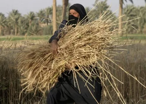 اليوم العالمي للمرأة الريفية.. هل سمعت عنه؟ وسط العوامية يحتفي به اليوم