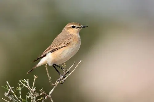 عدسة فيصل هجول: طائر المدقّي