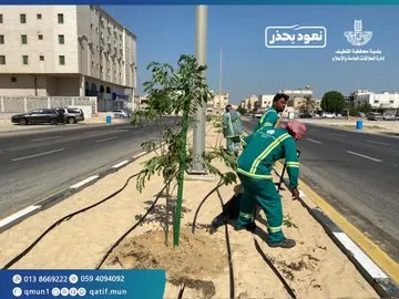 القطيف.. 690 “أكاسيا” و”جهنمية” في شارع حمزة بن عبدالمطلب