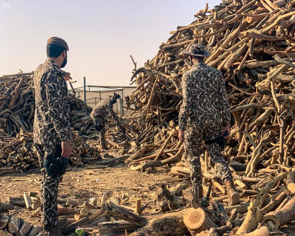 الشتاء يشعل حرب “الحطب الممنوع”.. مراقبون يلاحقون مهددي البيئة بالاحتطاب الجائر