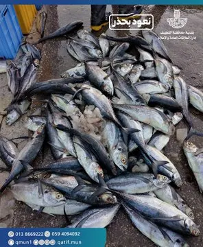 ضبط 700 كجم أسماك فاسدة بالقطيف.. ودراجات مخالفة في تاروت