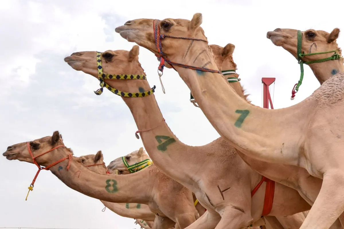 2750 مشاركاً يتنافسون على جوائز سباق الهجن في رماح