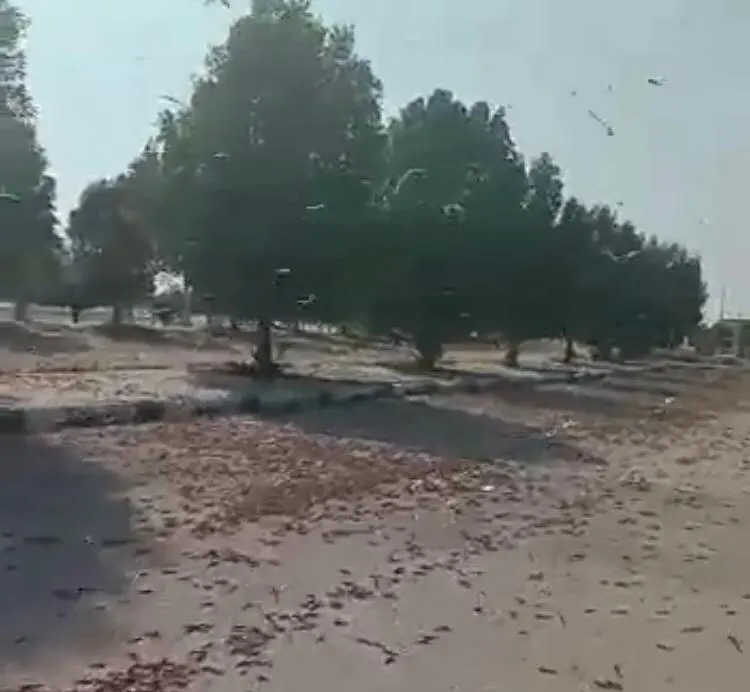 قبل المطر.. سماء الشرقية تُمطر جراداً