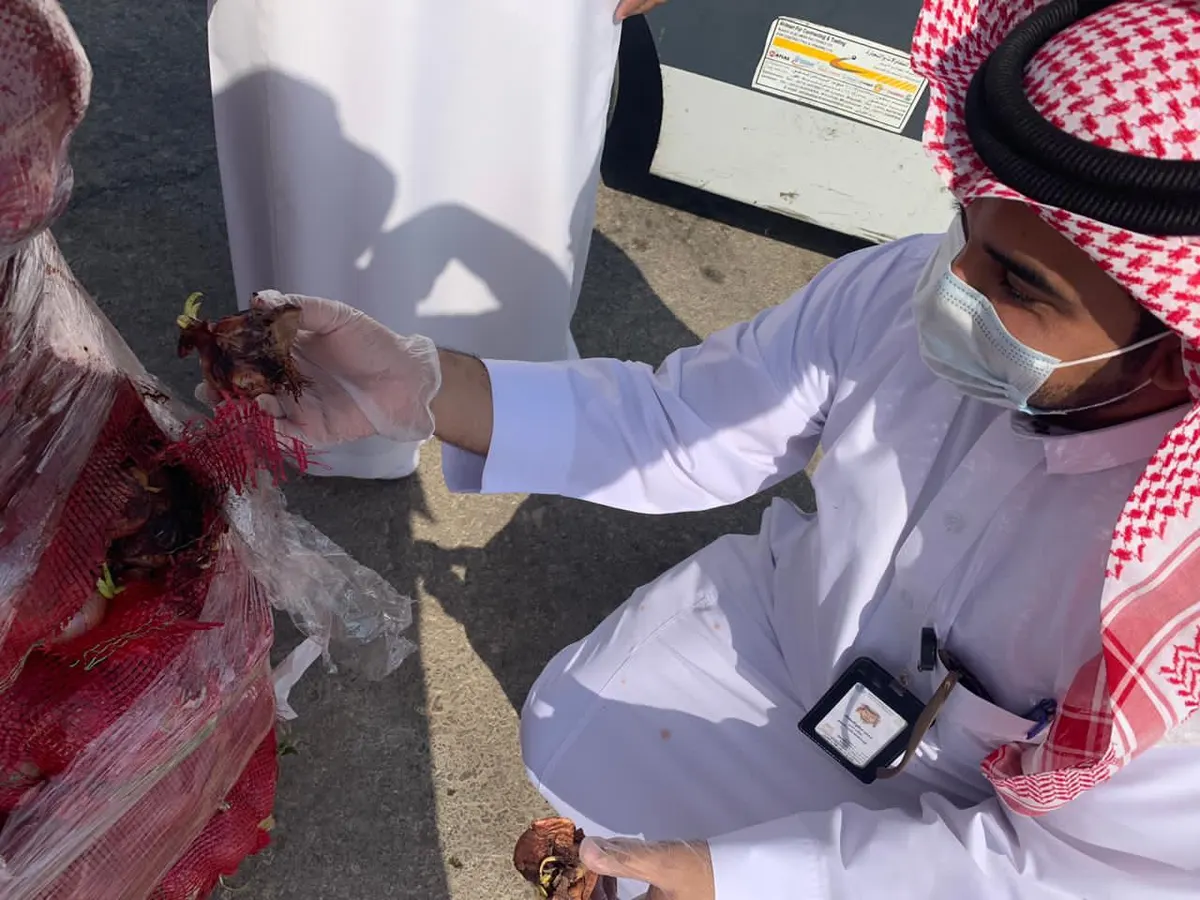 بعد الطماطم.. مصادرة 7000 كيلو غرام بصل فاسد من سوق الدمام