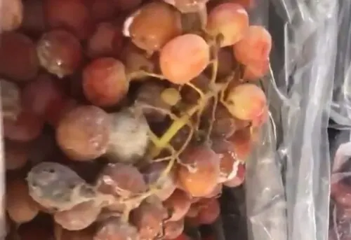 ضبط شحنة عنب فاسد قبل بيعها في سوق الدمام