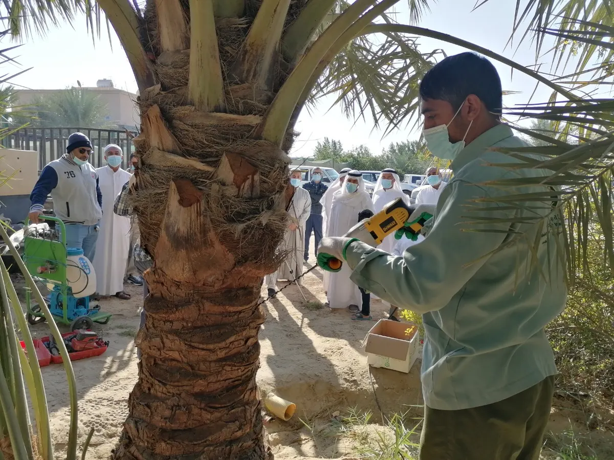 مزارعو صفوى يتدربون على مكافحة سوسة النخيل