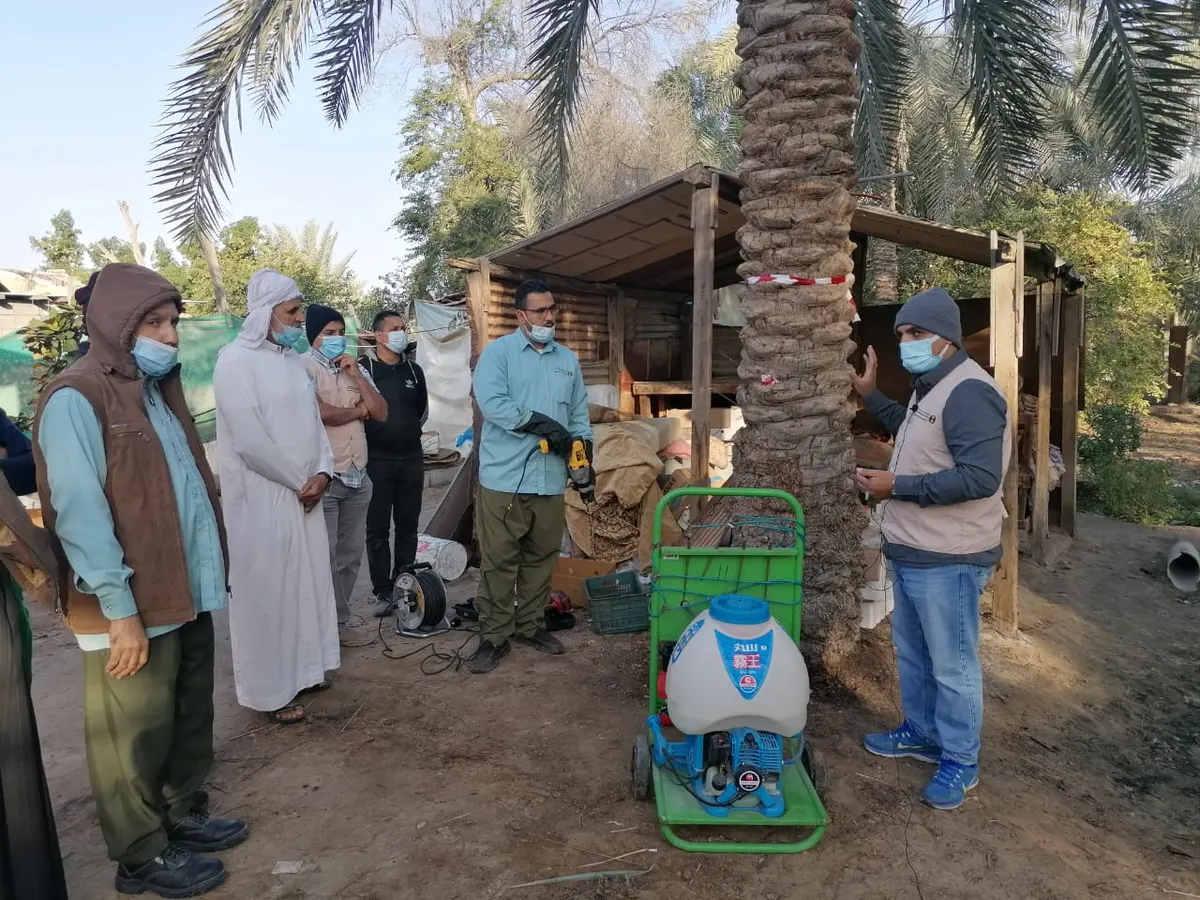 “زراعة الشرقية” لمزارعي القديح: كافحوا سوسة النخيل بـ”فوسفيد الالمنيوم”