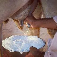 هل يعالج حليب الإبل مرضى التوحد؟ منظمة دولية تبحث عن إجابة