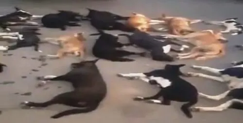 الزاير: الكلاب في القطيف “هجينة” و “الجعري” عدواني.. ويتجنّب البشر