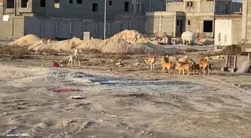 قطعان الكلاب الضالة تحتل مخططي «الجوهرة» و«نيوبيش» في تاروت