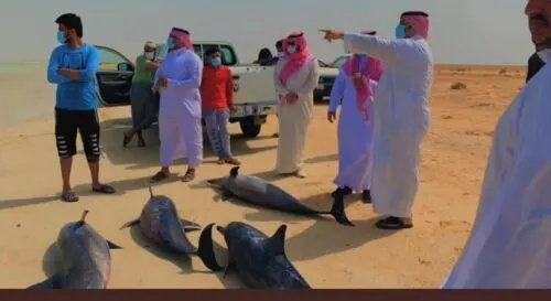 دلافين تحتمي بالشواطئ السعودية من الرياح والأمواج القوية