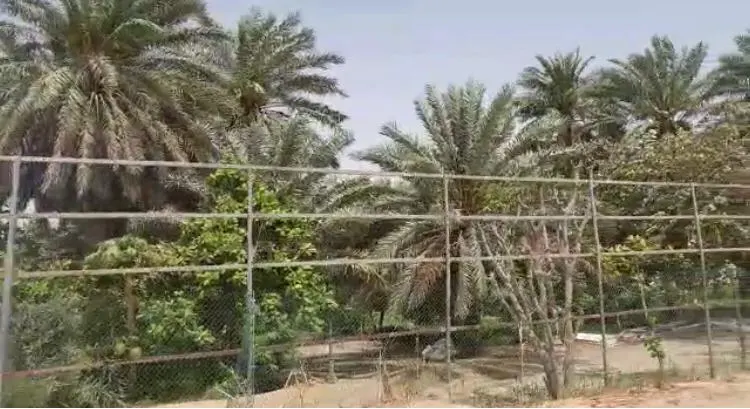 [فيديو] رغم استياء الفلّاحين.. بساتين القطيف صارت أجمل