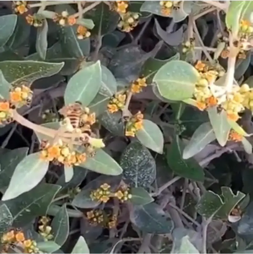 في القطيف.. زفَر البحر وملوحته يُنتجان العسل المصفّى.. أصفر..!