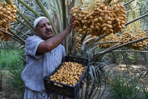 أسواق الأحساء تستقبل الغر والخلاص.. والصندوق يصل إلى 80 ريالاً