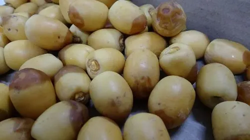 العوامية.. “خُصبة البنّاوي” رطب “بُرحي”.. تقليد..!
