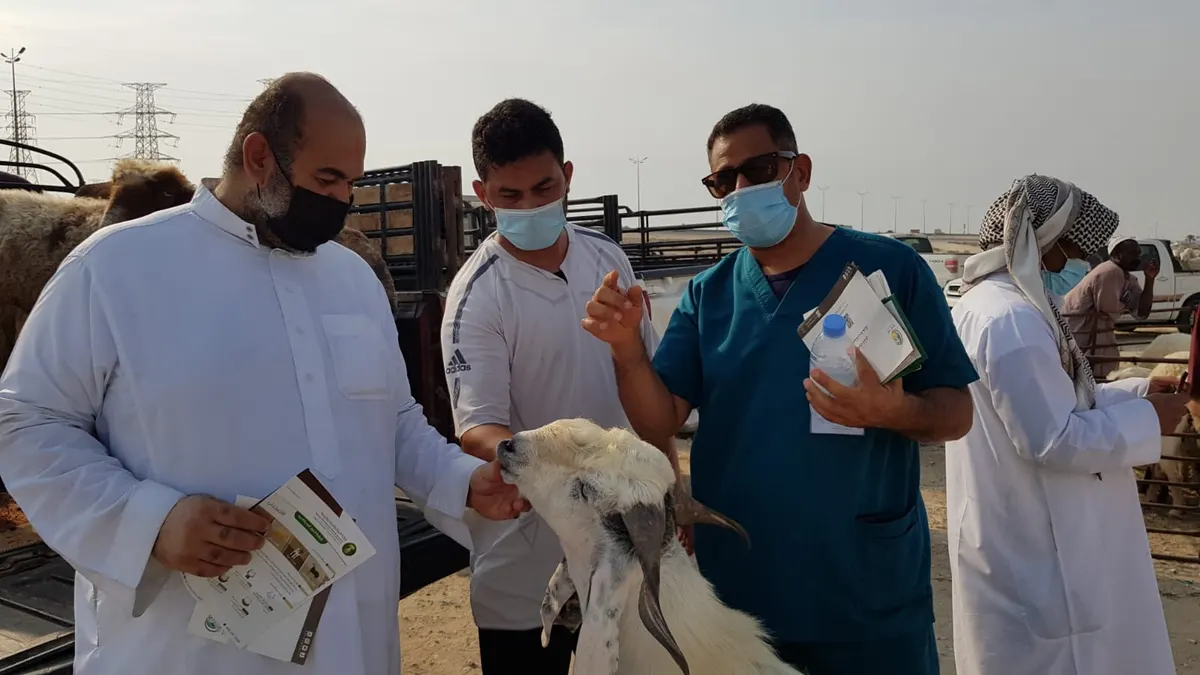 [القطيف] توعية زوّار سوق الماشية بمواصفات الأضاحي السليمة