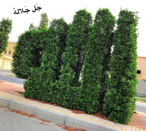 أشجار الربيعية تتكلم.. بمقص عبدالرسول الجمعان