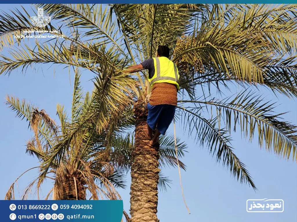 في 3 ايام.. شباب القطيف ينظفون المزارع ويزيلون 165 طناً من المخلفات