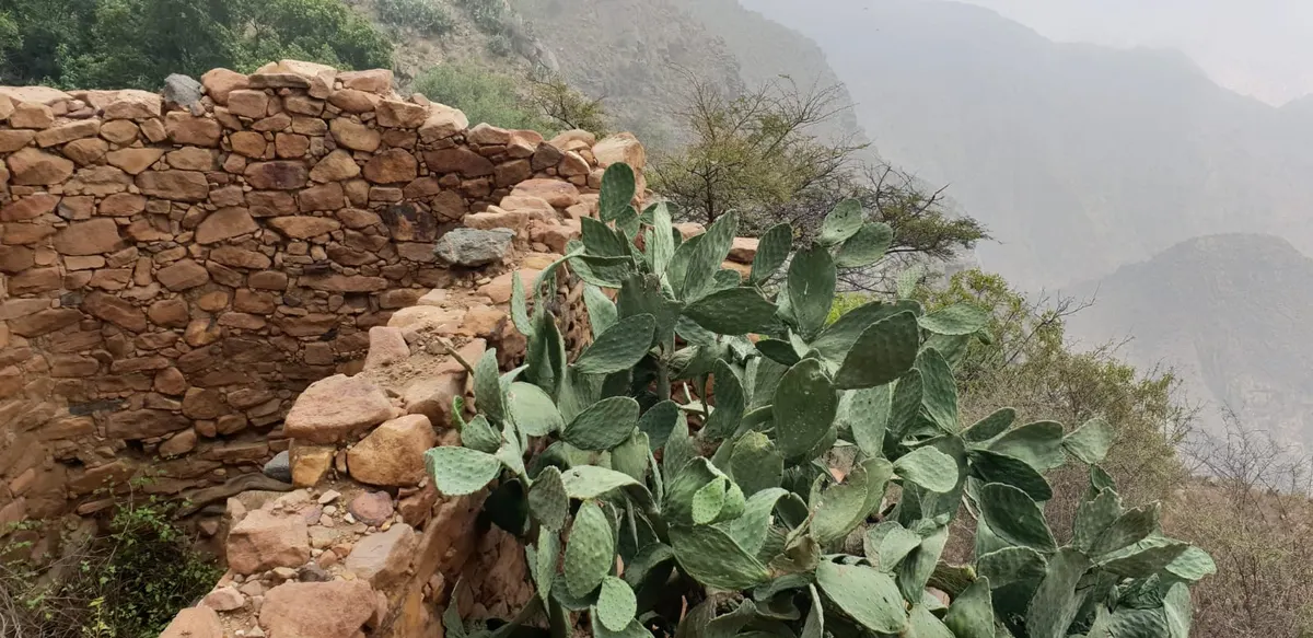 [فيديو] صُبرة في جِبال الحَبلة