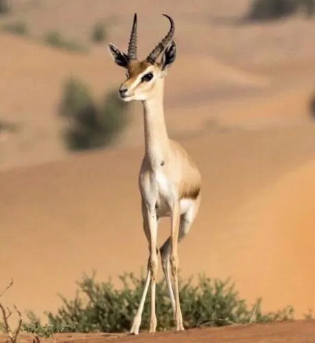 ظبي الريم يكلف 5 صيادين 25 ألف ريال