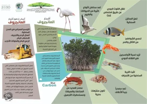 القطيف تُطلق «السعودية خضراء» من البحر.. «حالمون» يبذرون «المنغروف» في شواطئ تاروت