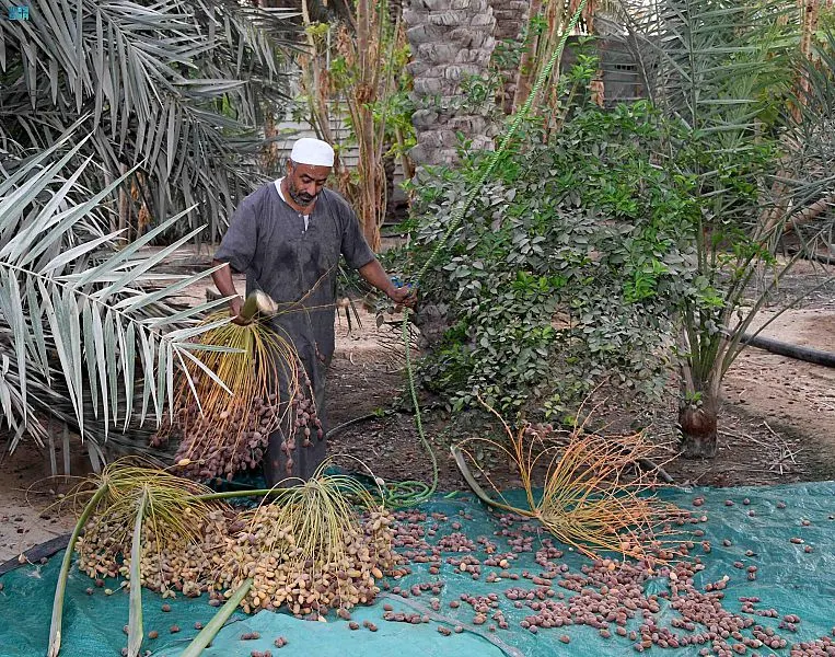 الأحساء في موسم الصرام.. 30 مليون نخلة ترفد السوق بـ1.5 مليون طن