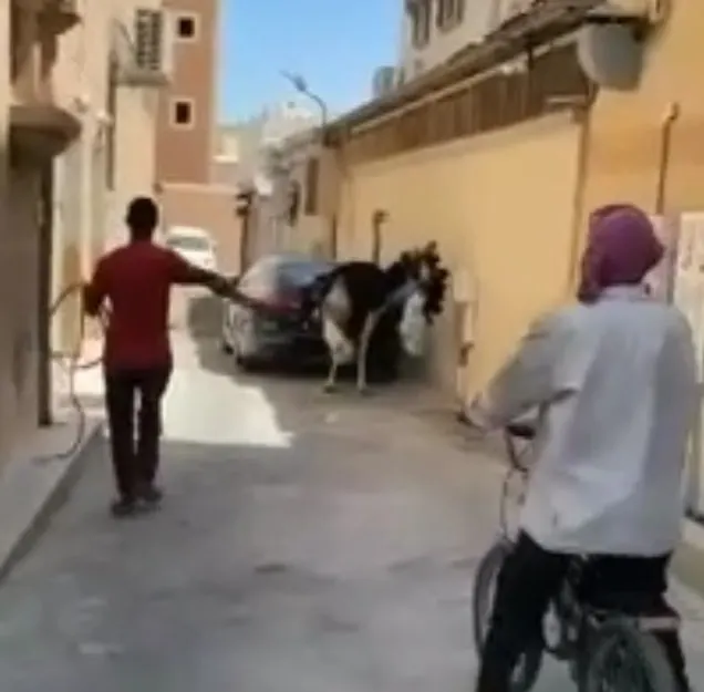 نعامة الأوجام.. ذكر «غيور جداً» هرب لملاحقة “بنغالي” فيه “لحية”