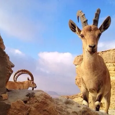 ذبح وعل يكلف سعوديين 60 ألف ريال.. وثقا جريمتهما بفيديو نشراه على مواقع التواصل