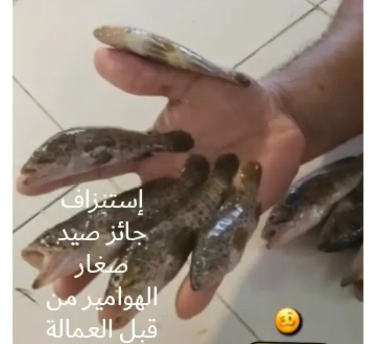كشفه مواطن.. انتهاك بيئي خطير.. صيد هوامير بحجم أصابع اليد